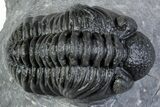 Phacopid (Adrisiops) Trilobite - Jbel Oudriss, Morocco #312816-1